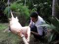 ElPuerco