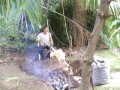ElPuercoCubano1