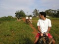 PalioNico2