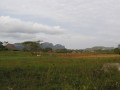 PalioVinales2