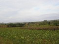 PalioVinales3