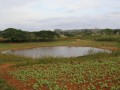 PalioVinales4