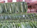 Robaina3